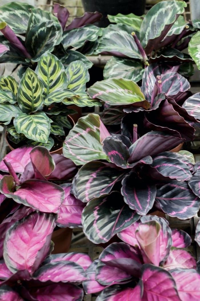 Calathea, Assorted - View 7 from www redcrocus com