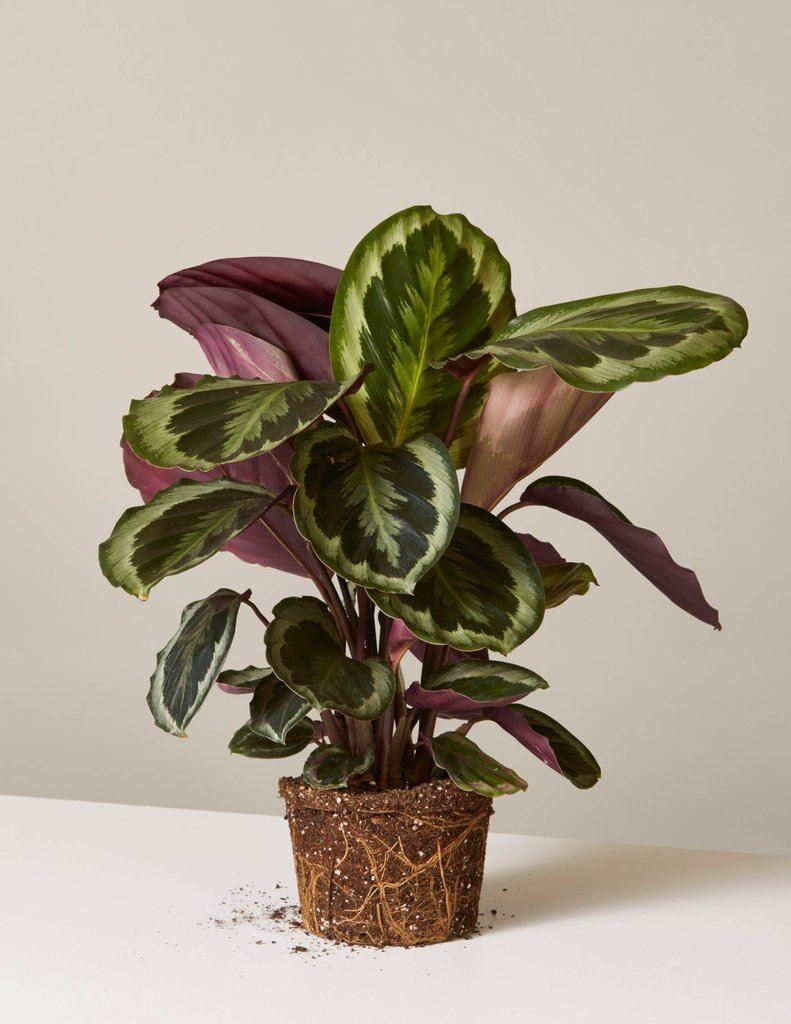 Calathea, Assorted - View 8 from www redcrocus com