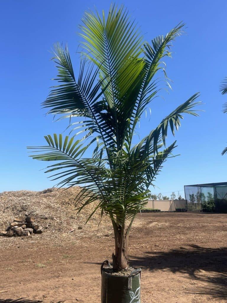 Palm Ravenea Rivularis - View 19 from www redcrocus com
