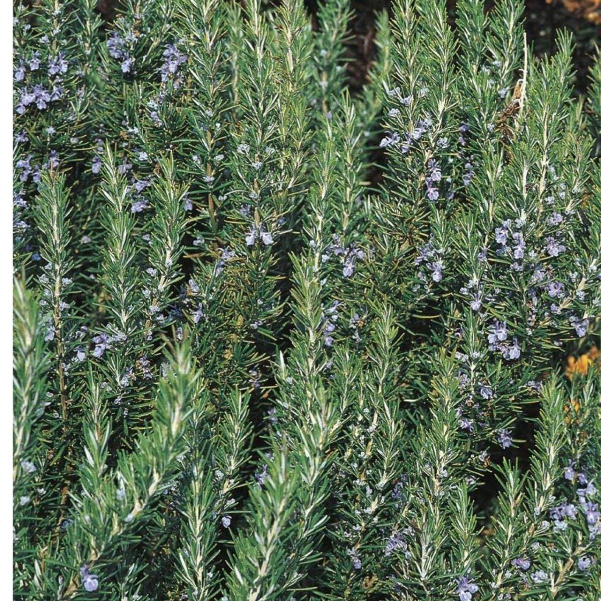Rosmarinus Officinalis Tuscan Blue Rosemary - View 17 from www redcrocus com