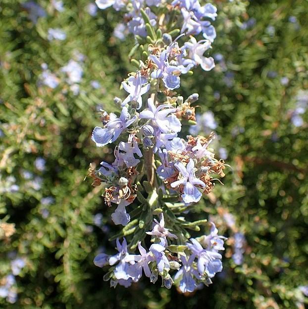 Rosmarinus Officinalis Tuscan Blue Rosemary - View 19 from www redcrocus com