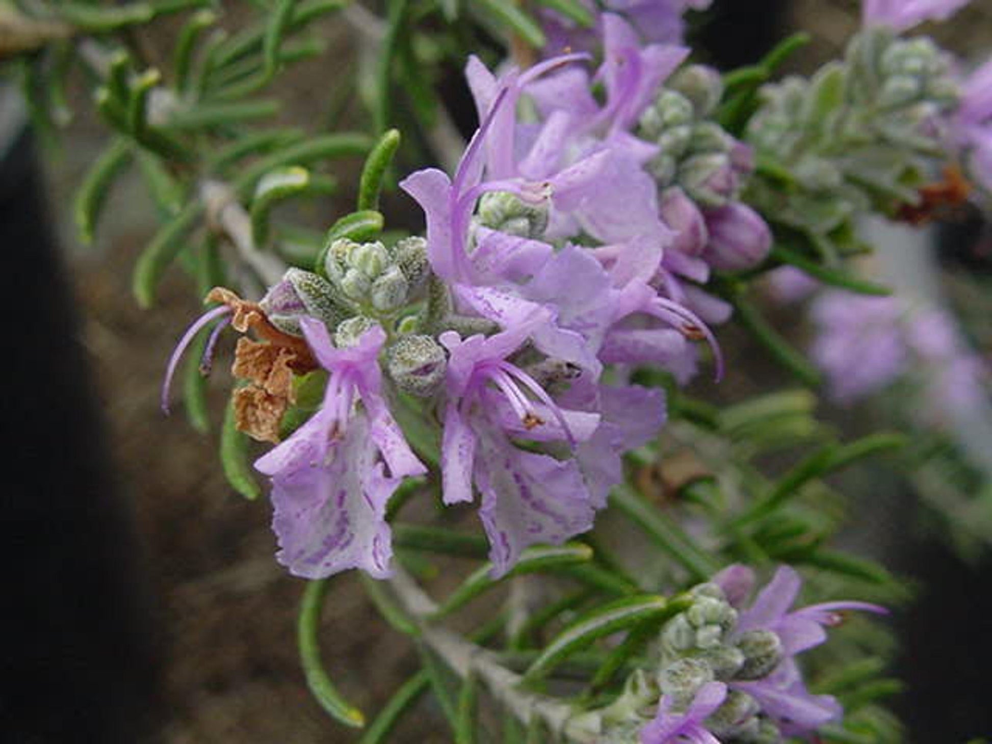 Rosmarinus Officinalis Tuscan Blue Rosemary - View 9 from www redcrocus com