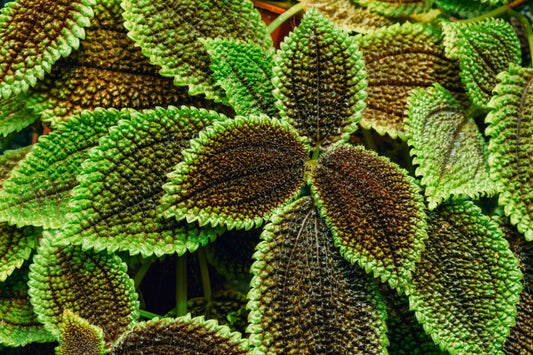 Pilea, Assorted - View 11 from www redcrocus com