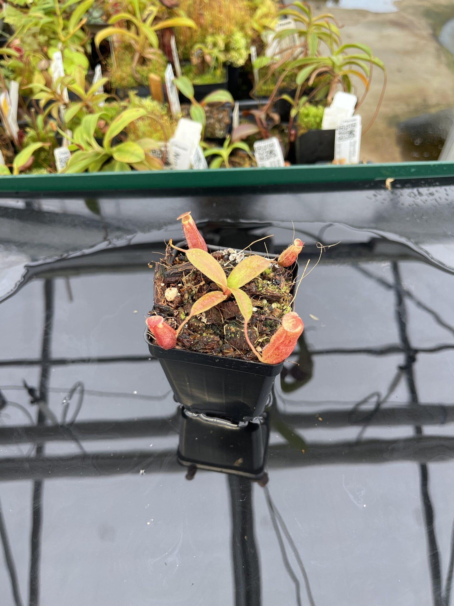Nepenthes, Assorted - View 14 from www redcrocus com
