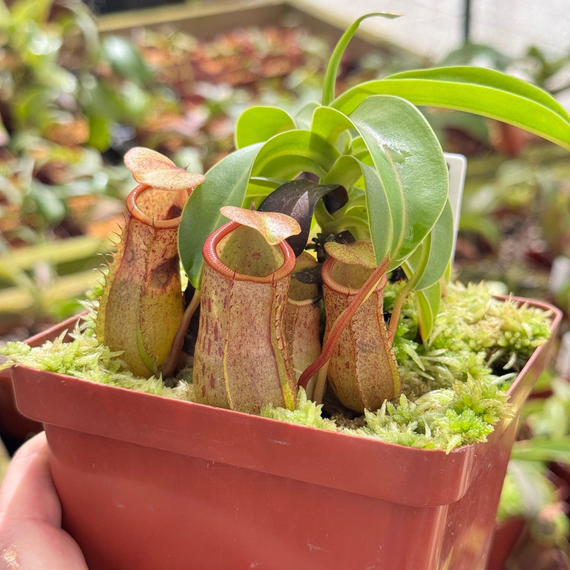 Nepenthes, Assorted - View 15 from www redcrocus com