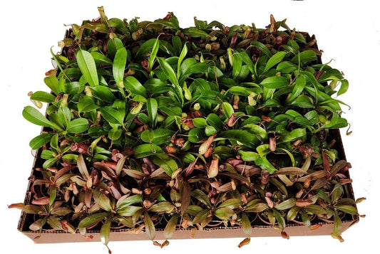 Nepenthes, Assorted - View 16 from www redcrocus com