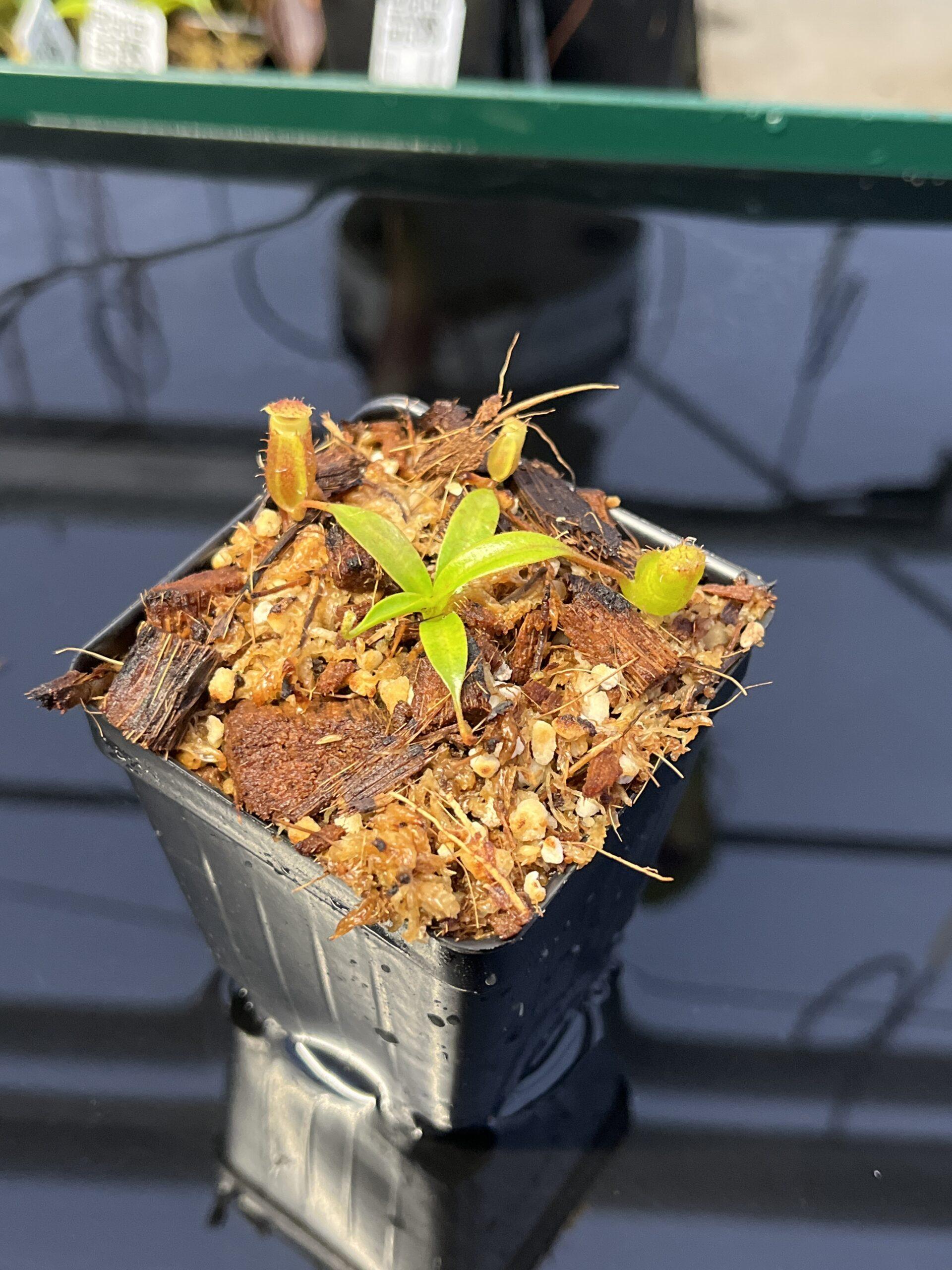 Nepenthes, Assorted - View 23 from www redcrocus com