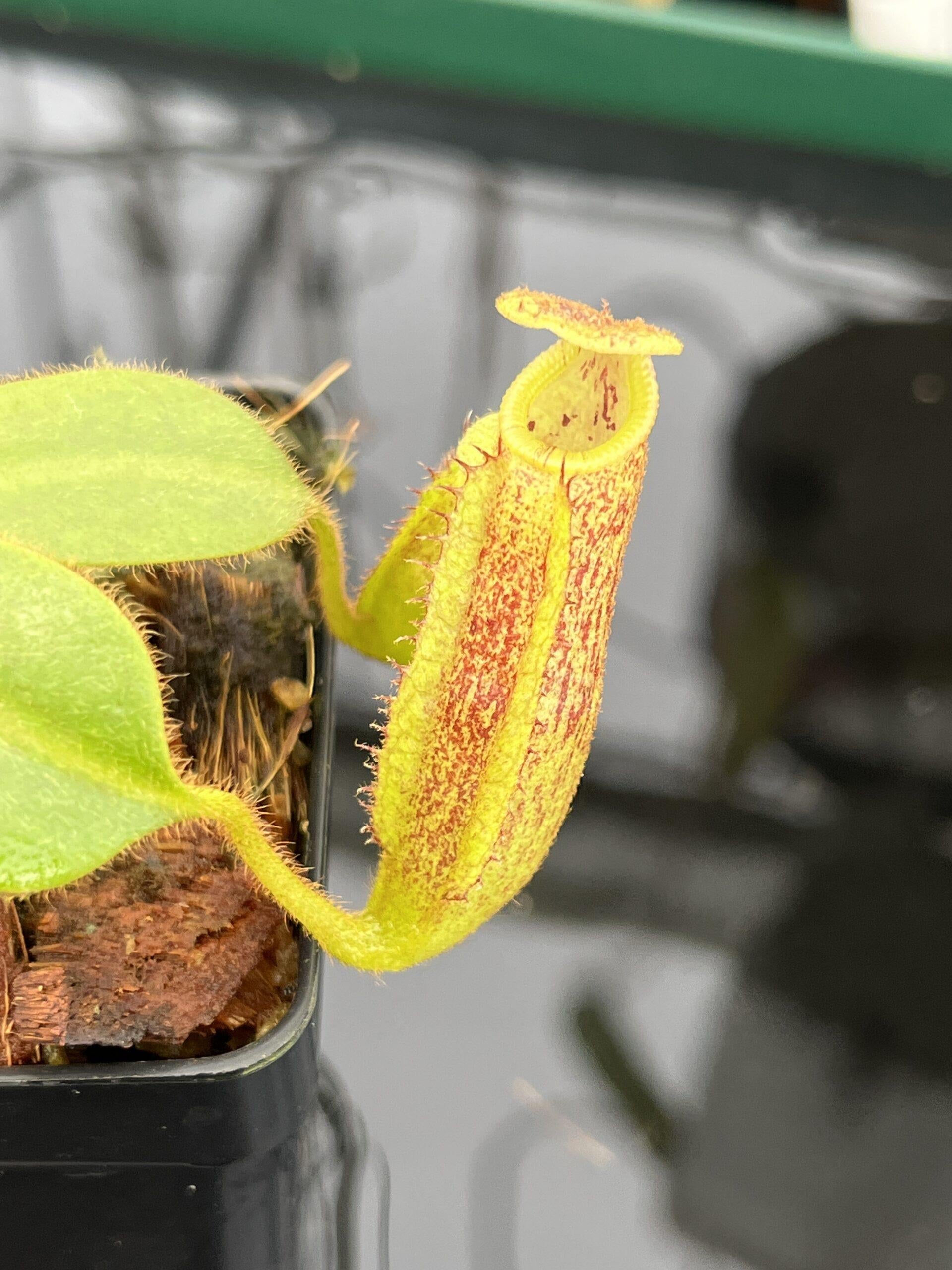 Nepenthes, Assorted - View 25 from www redcrocus com