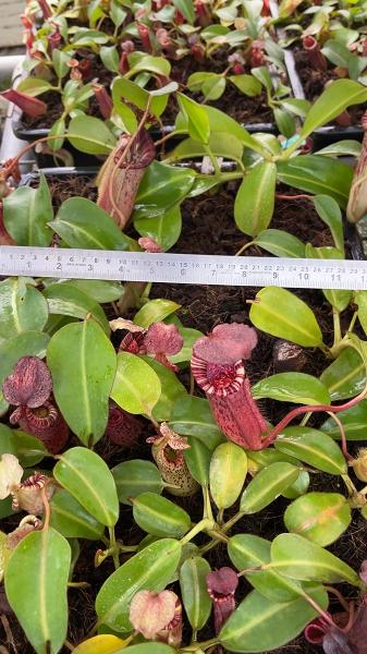 Nepenthes, Assorted - View 26 from www redcrocus com