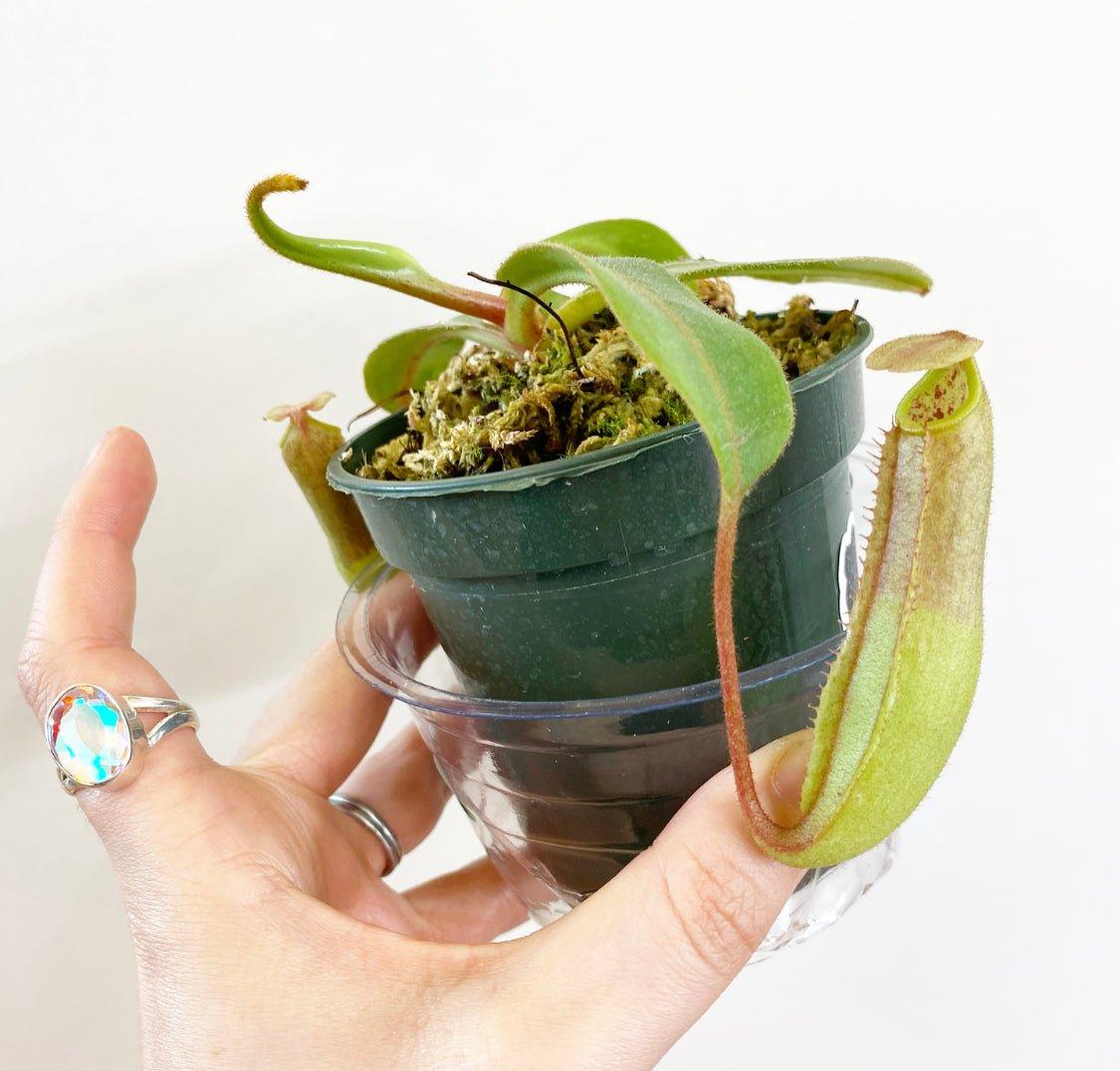 Nepenthes, Assorted - View 4 from www redcrocus com