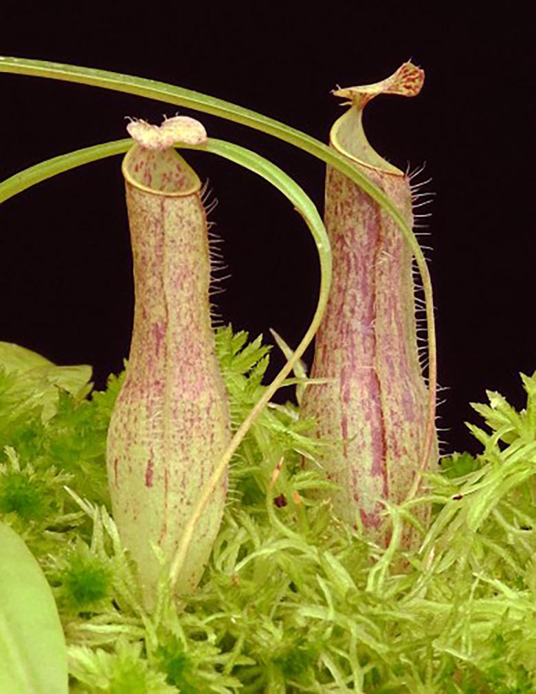 Nepenthes, Assorted - View 8 from www redcrocus com