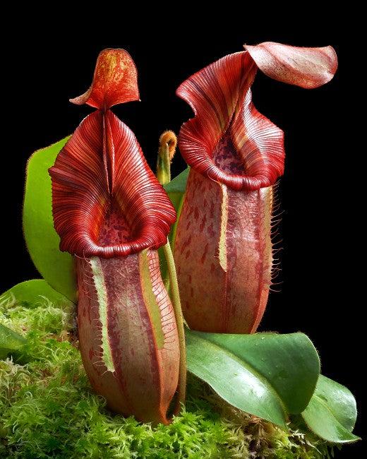 Nepenthes, Assorted - View 9 from www redcrocus com