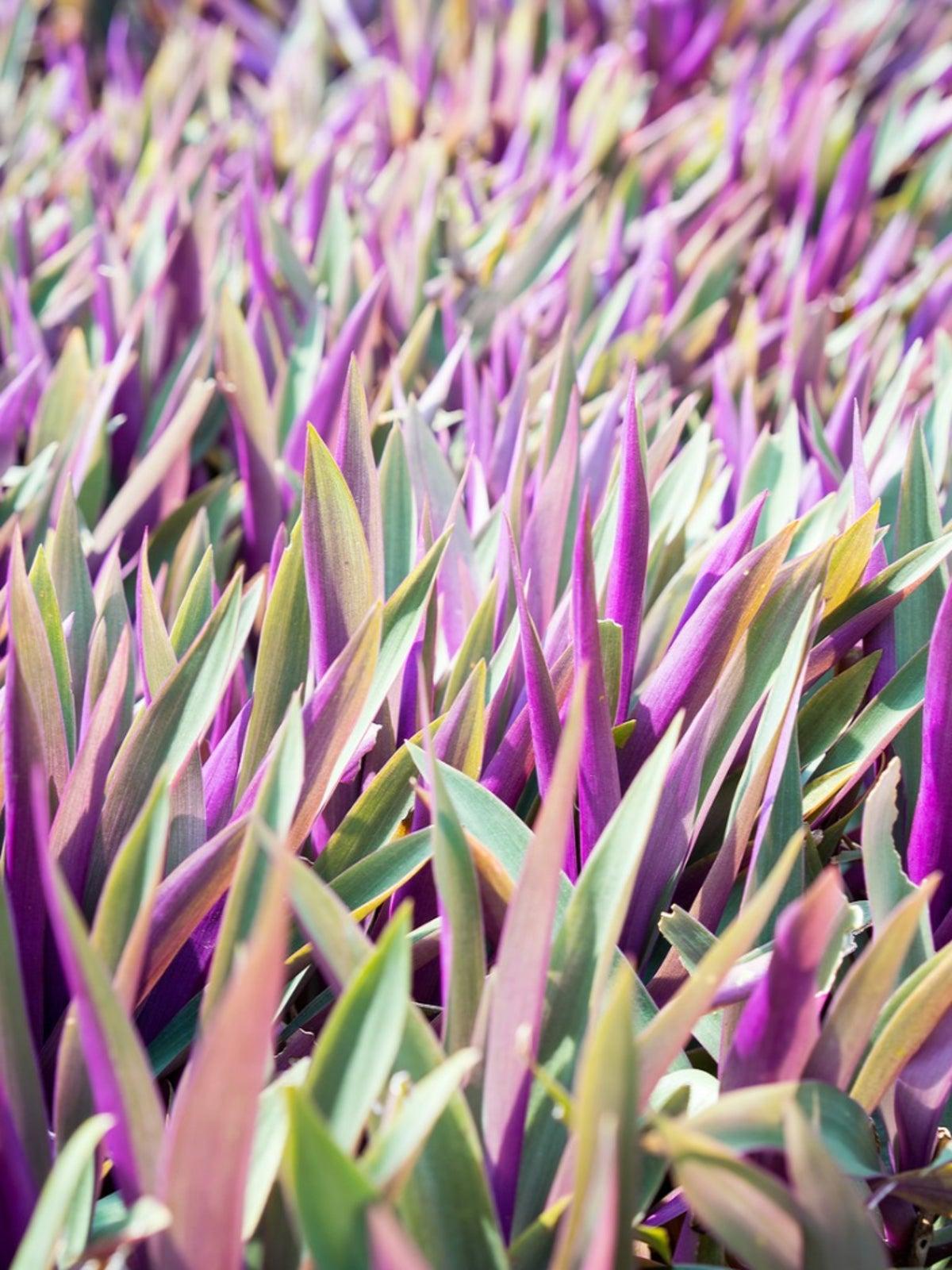 Rhoeo Assorted - View 11 from www redcrocus com