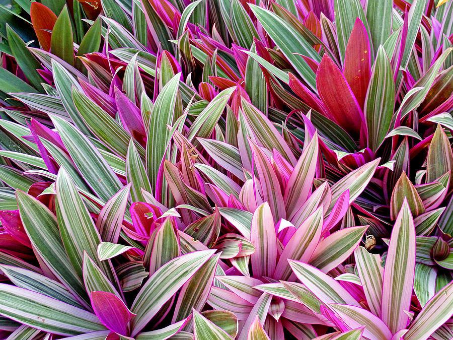 Rhoeo Assorted - View 18 from www redcrocus com