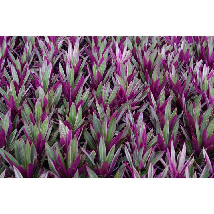 Rhoeo Assorted - View 6 from www redcrocus com