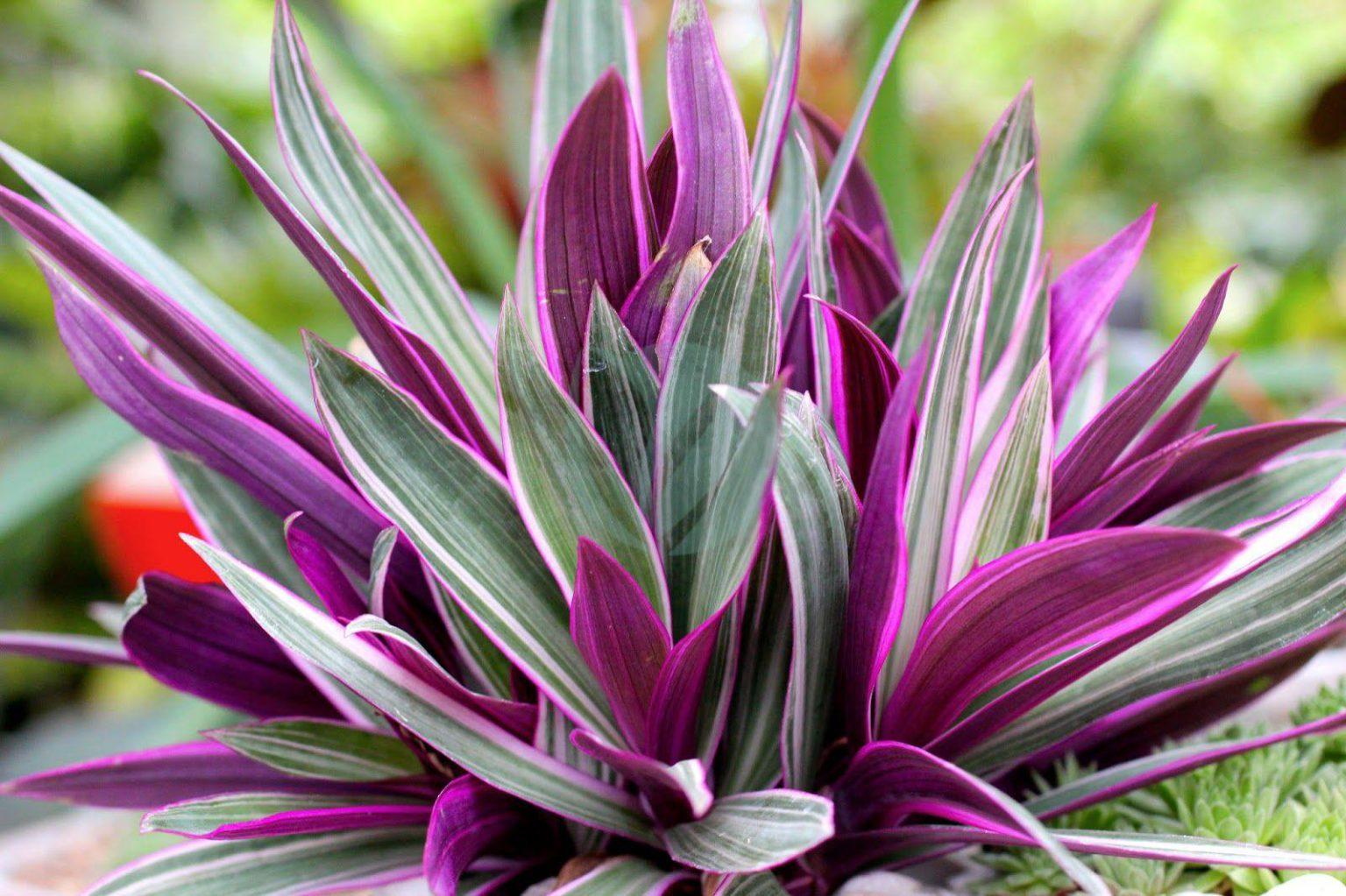 Rhoeo Assorted - View 9 from www redcrocus com