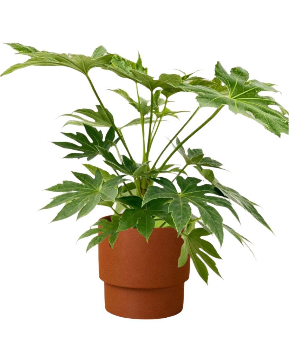 Fatsia, Assorted - View 10 from www redcrocus com