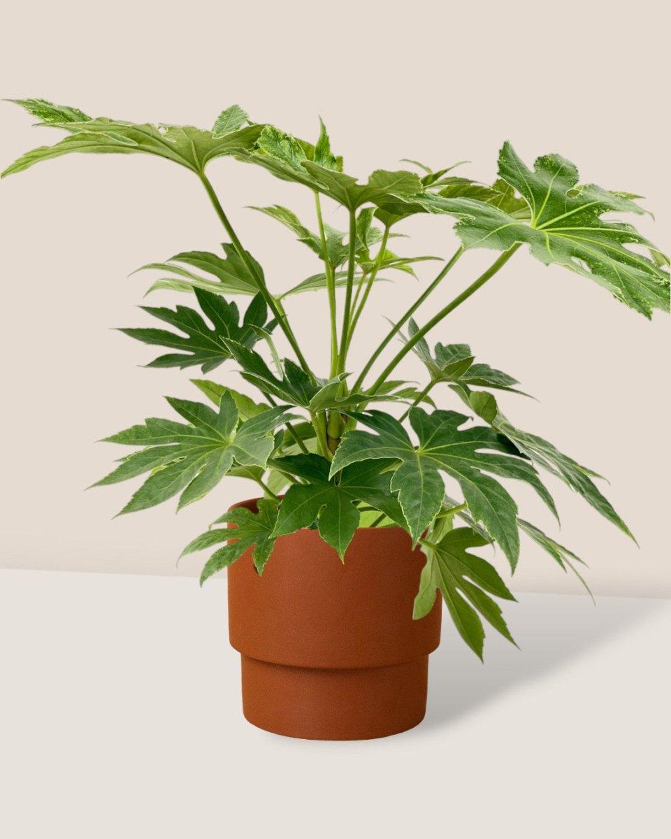 Fatsia, Assorted - View 12 from www redcrocus com