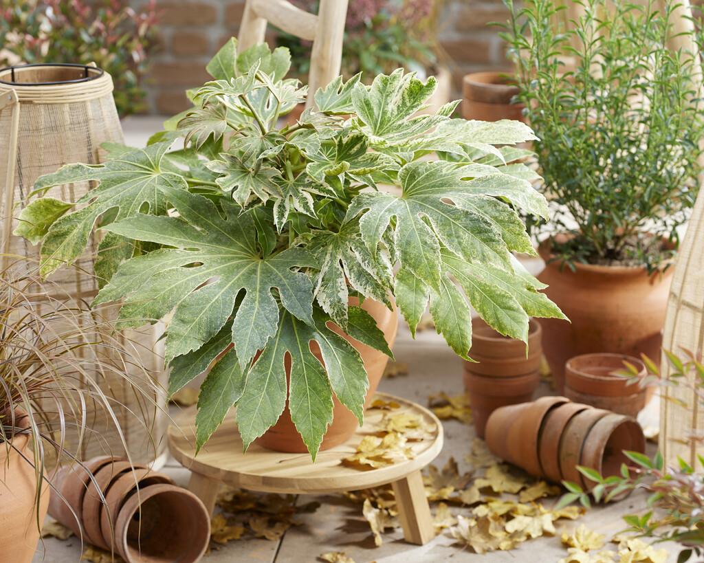 Fatsia, Assorted - View 13 from www redcrocus com