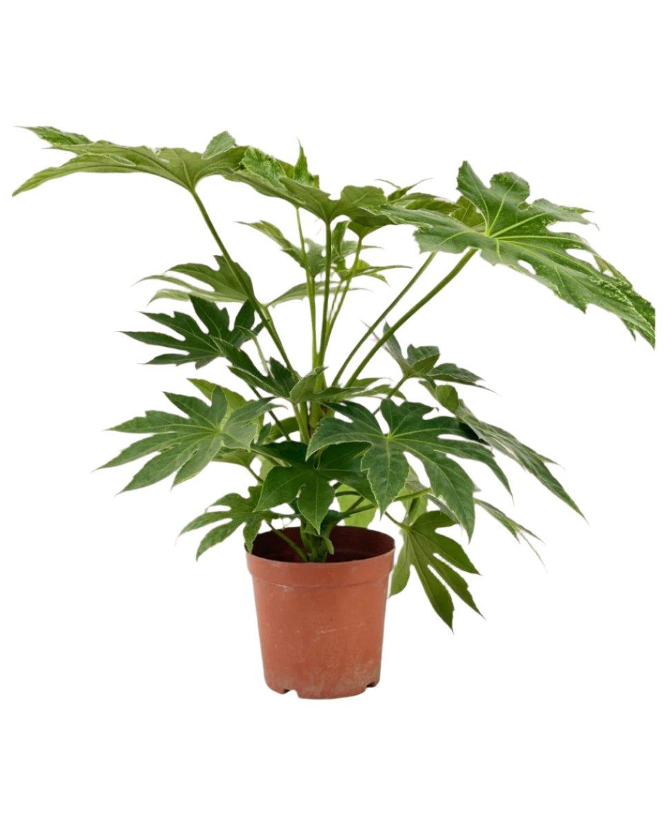Fatsia, Assorted - View 14 from www redcrocus com