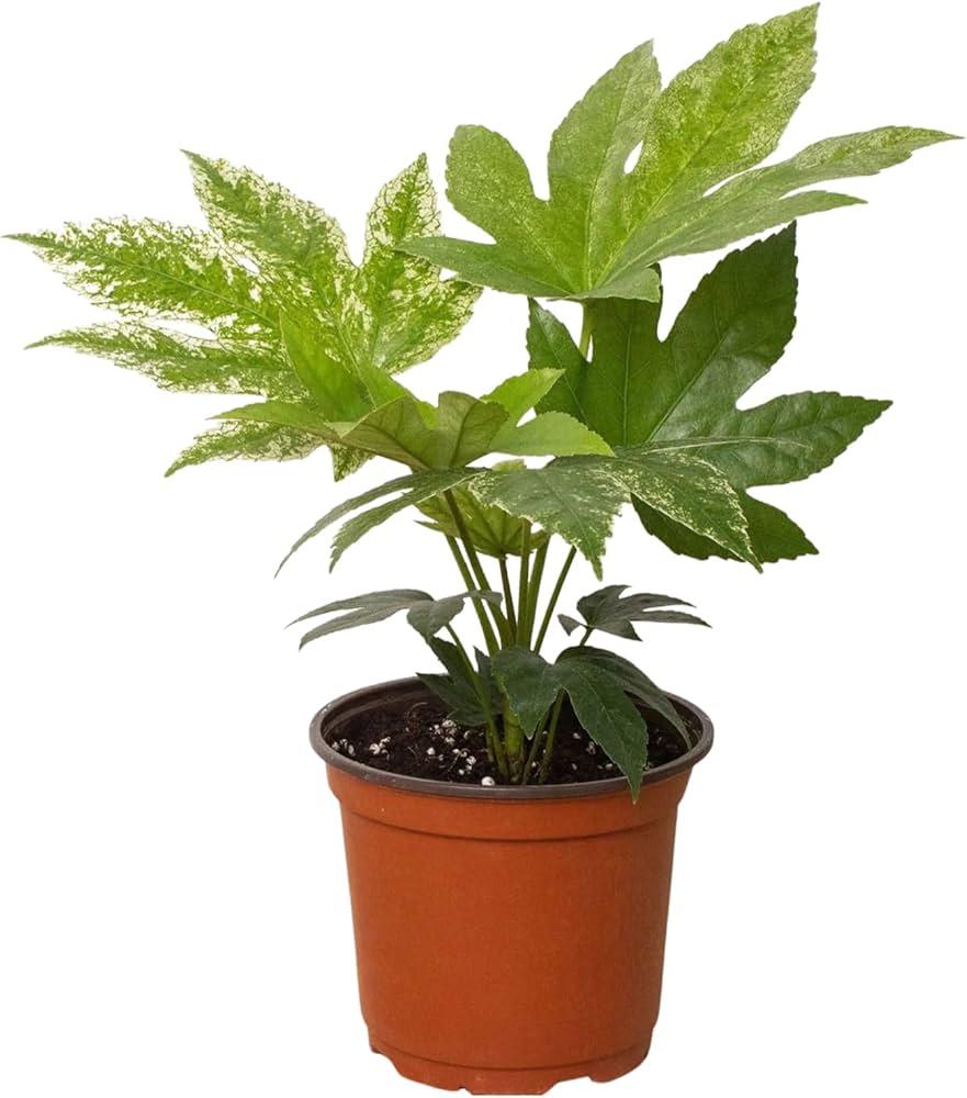 Fatsia, Assorted - View 15 from www redcrocus com