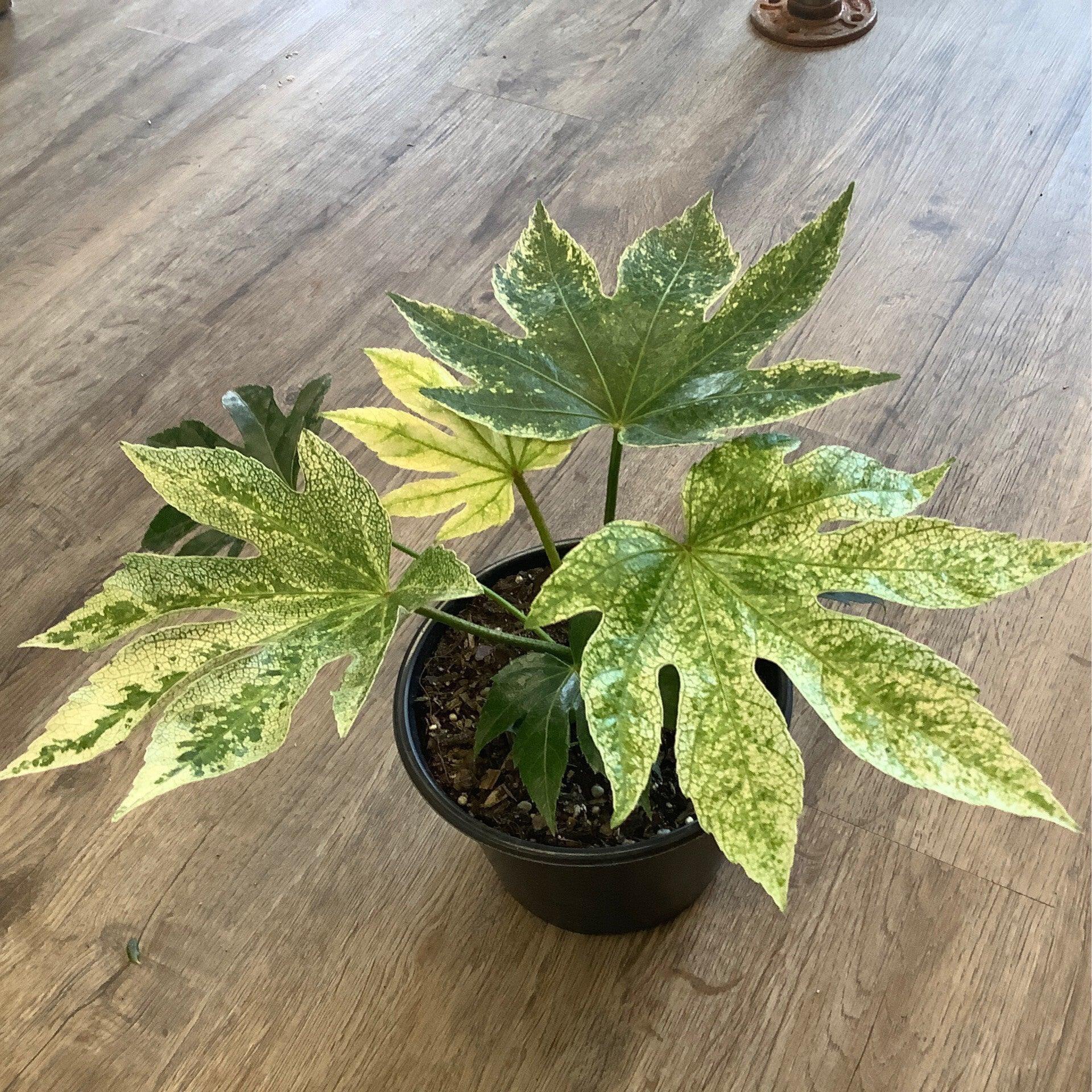 Fatsia, Assorted - View 2 from www redcrocus com