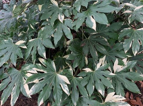 Fatsia, Assorted - View 3 from www redcrocus com