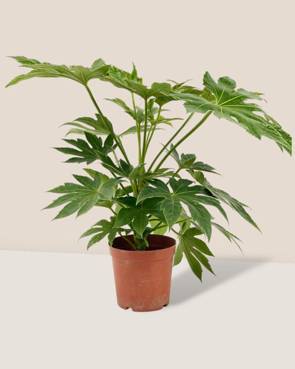 Fatsia, Assorted - View 7 from www redcrocus com