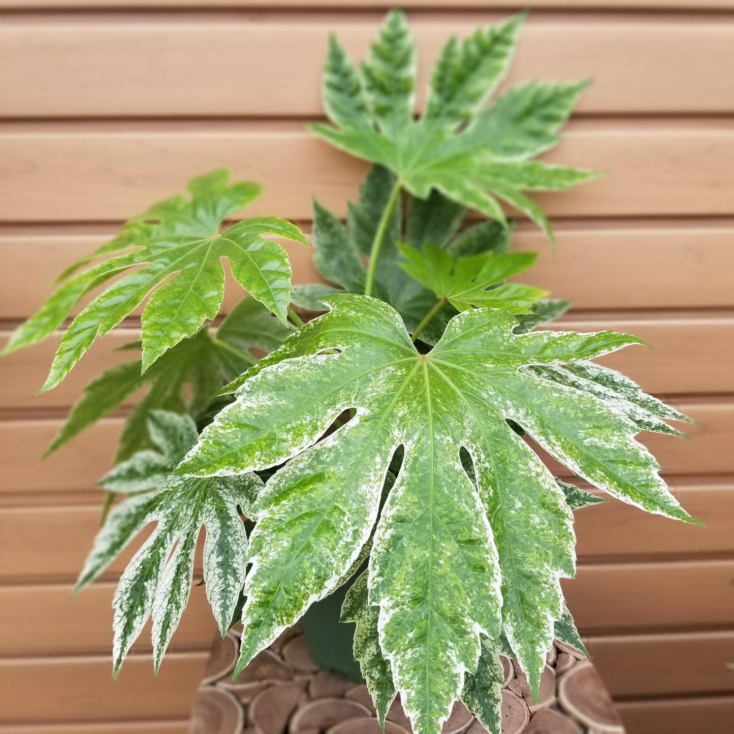 Fatsia, Assorted - View 8 from www redcrocus com