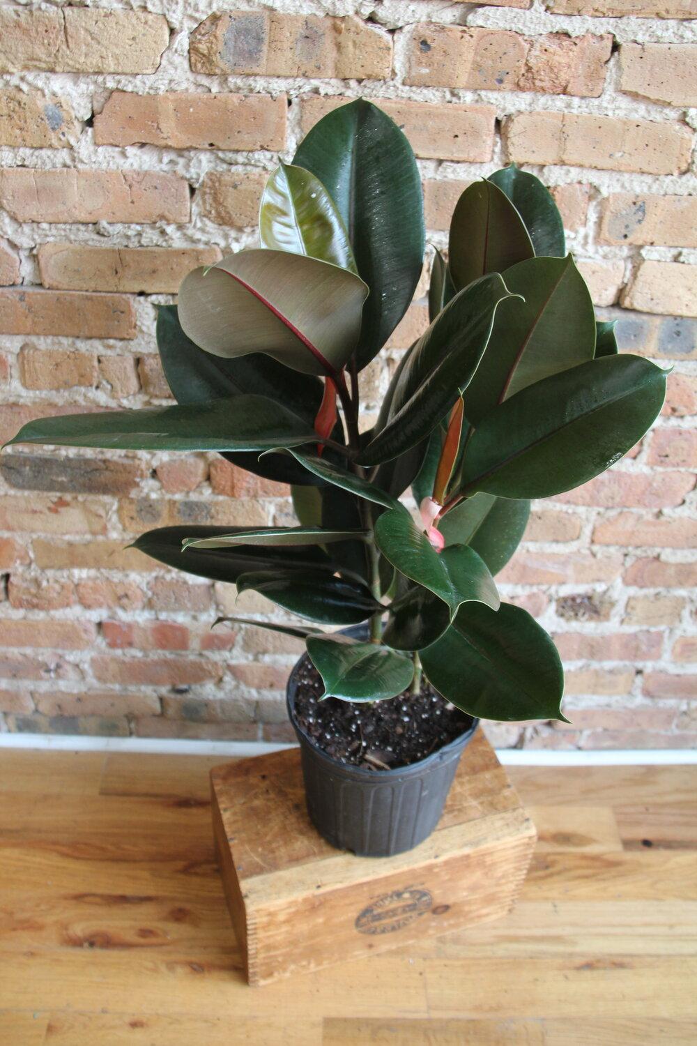 Ficus Elastica 'burgundy' - View 10 from www redcrocus com