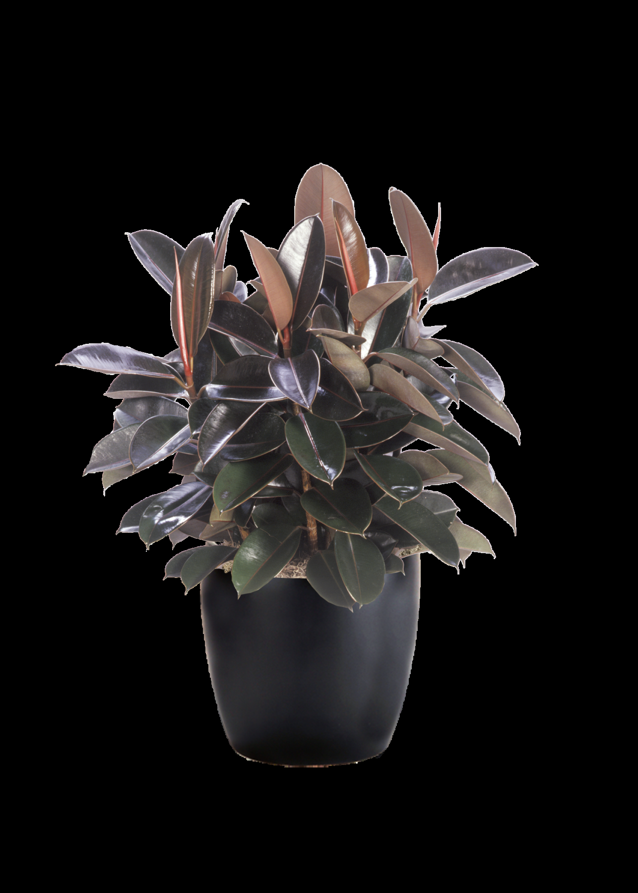 Ficus Elastica 'burgundy' - View 11 from www redcrocus com