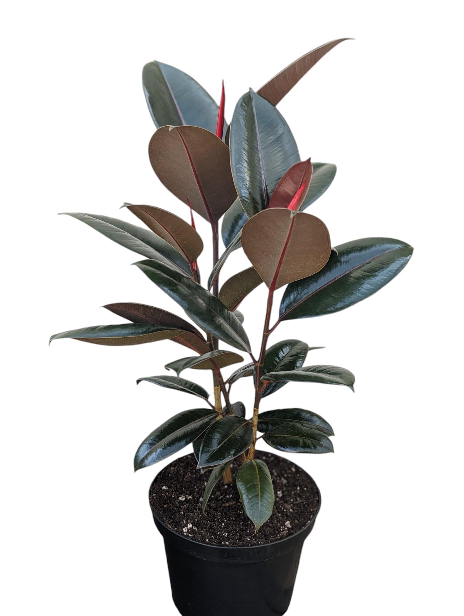 Ficus Elastica 'burgundy' - View 12 from www redcrocus com