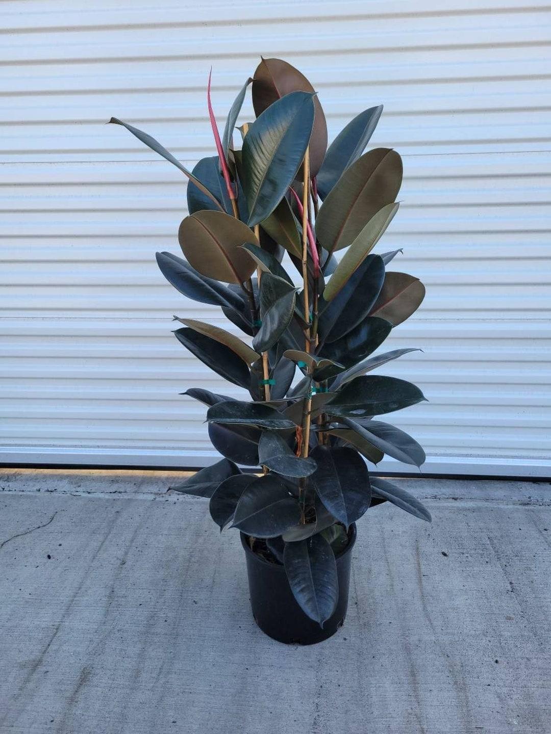 Ficus Elastica 'burgundy' - View 17 from www redcrocus com