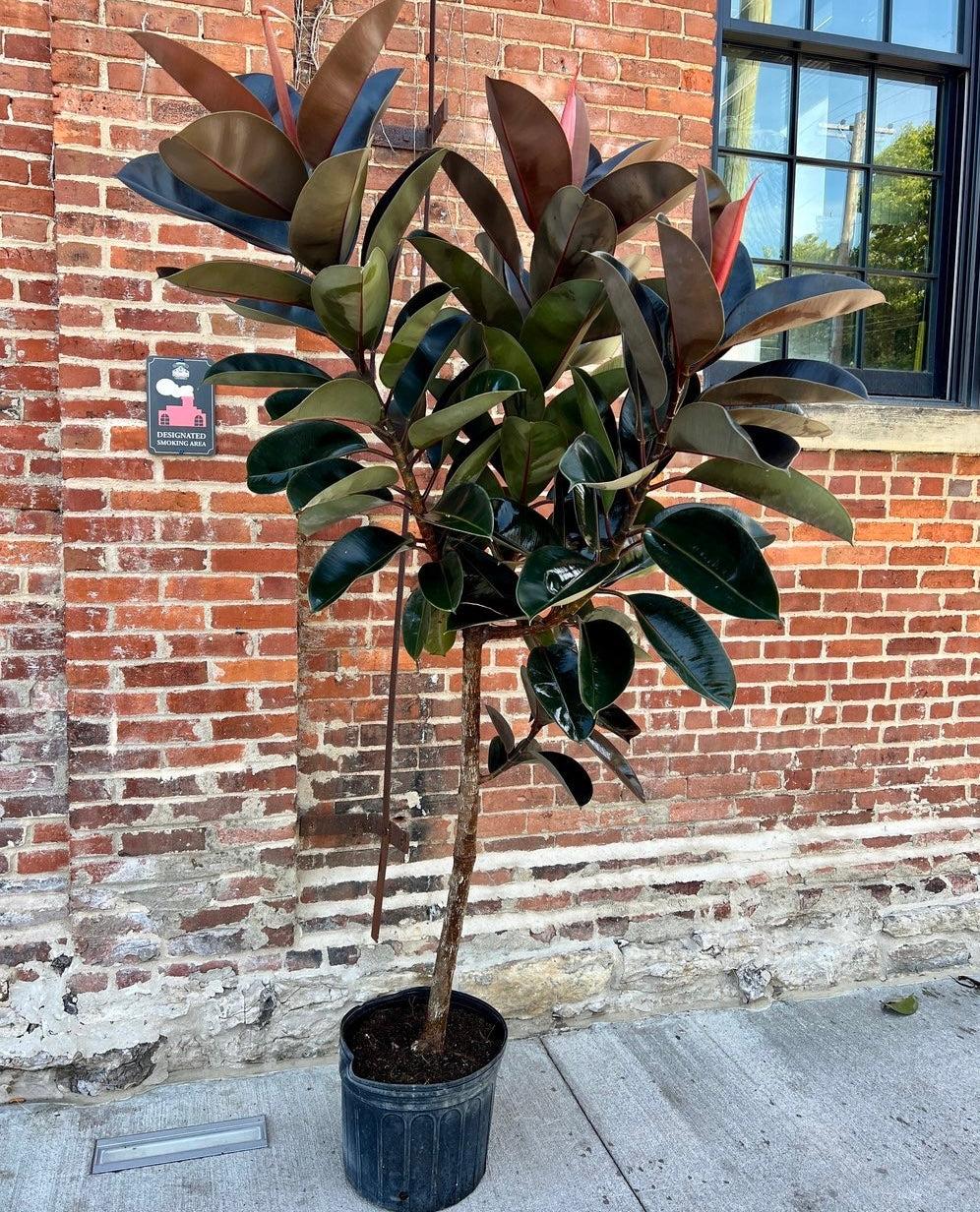 Ficus Elastica 'burgundy' - View 19 from www redcrocus com