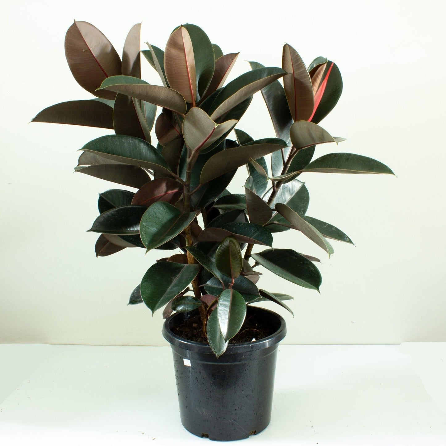 Ficus Elastica 'burgundy' - View 20 from www redcrocus com