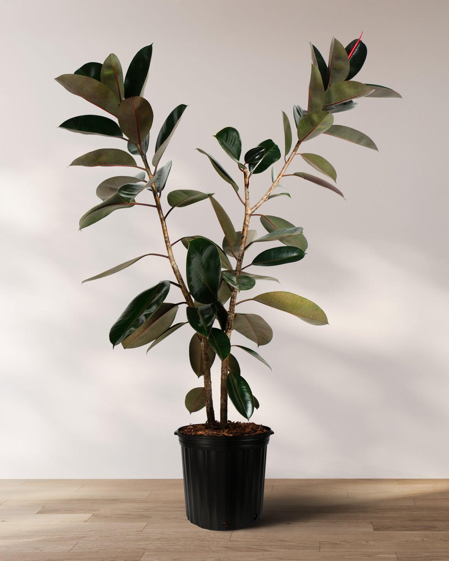 Ficus Elastica 'burgundy' - View 21 from www redcrocus com