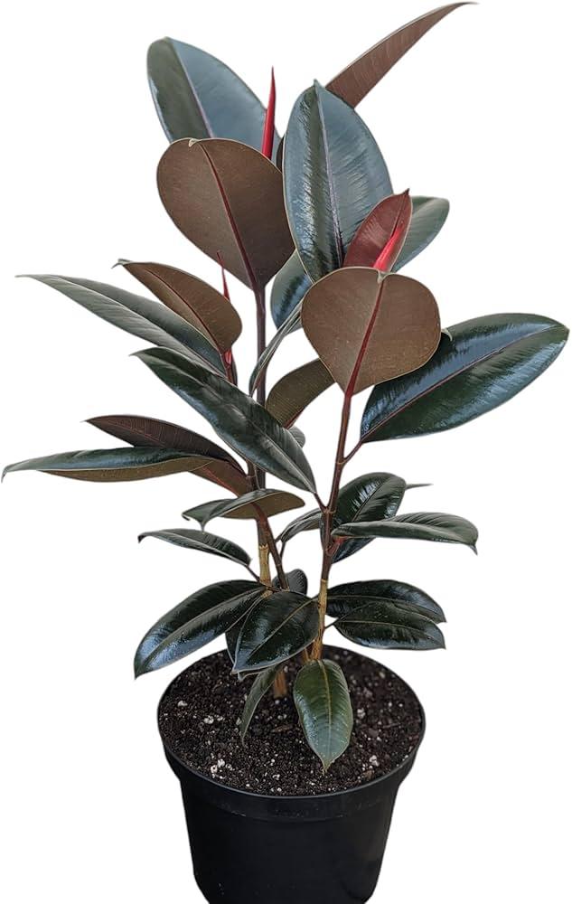 Ficus Elastica 'burgundy' - View 22 from www redcrocus com