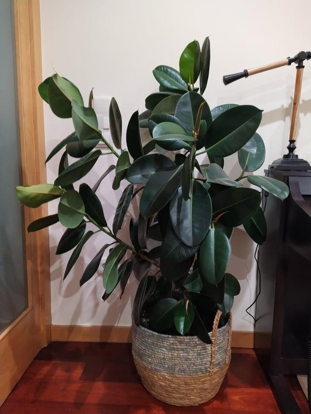 Ficus Elastica 'burgundy' - View 23 from www redcrocus com