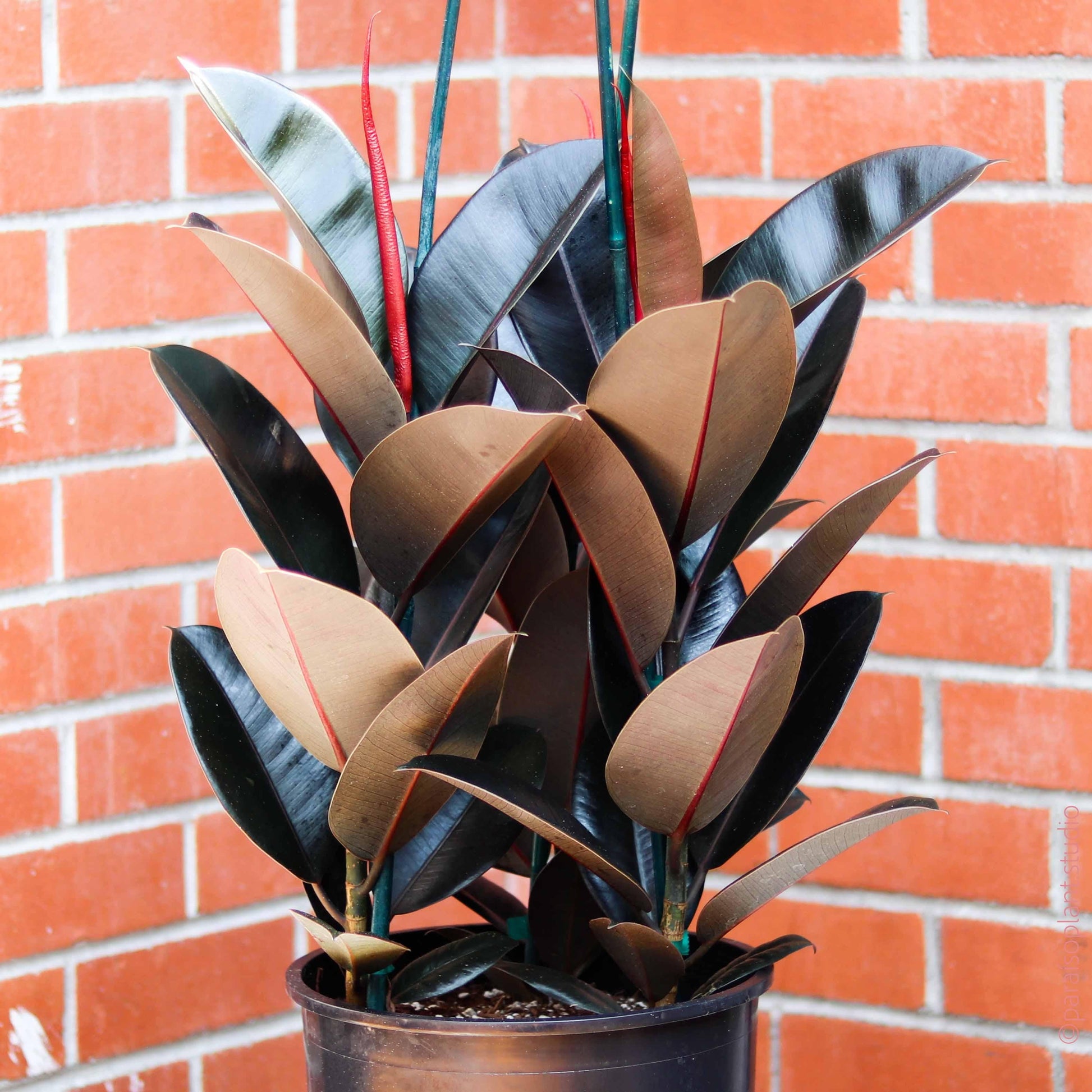 Ficus Elastica 'burgundy' - View 24 from www redcrocus com