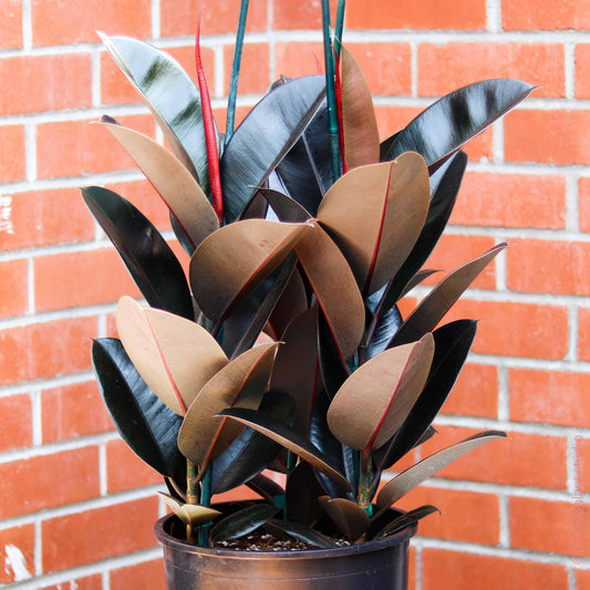 Ficus Elastica 'burgundy' - View 24 from www redcrocus com