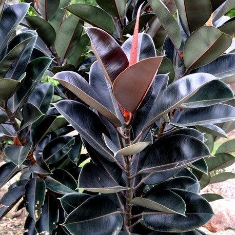 Ficus Elastica 'burgundy' - View 26 from www redcrocus com