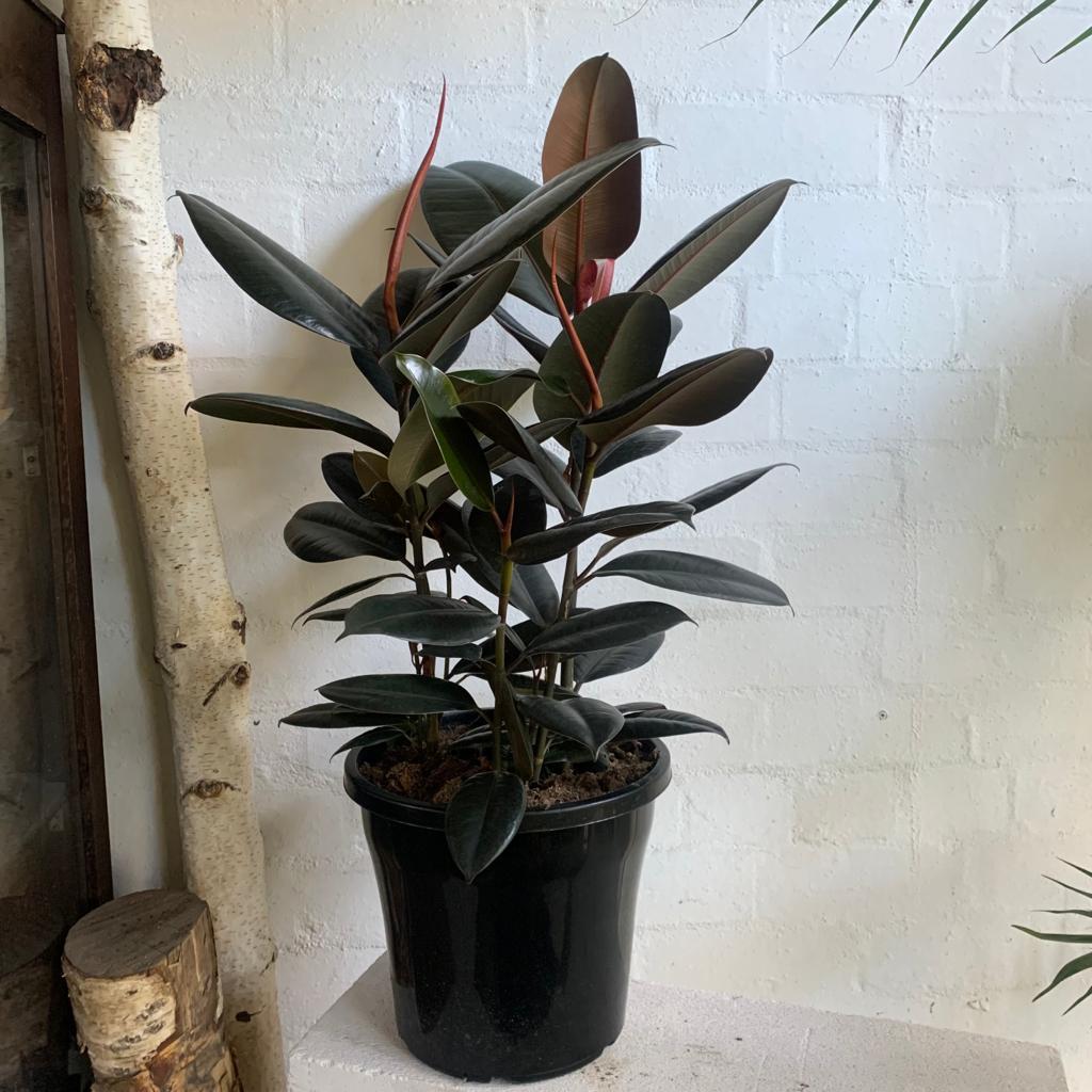 Ficus Elastica 'burgundy' - View 28 from www redcrocus com
