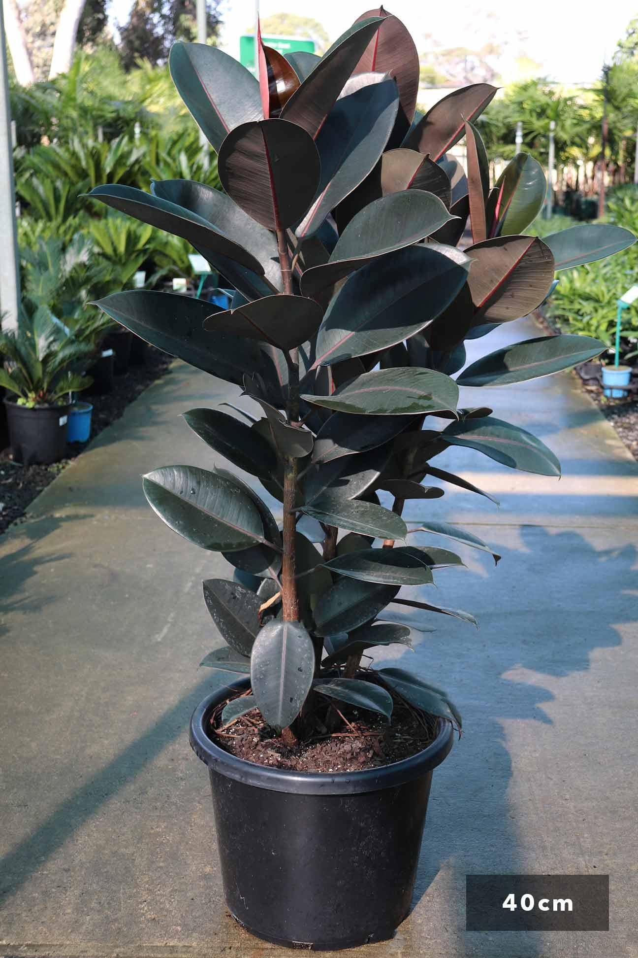 Ficus Elastica 'burgundy' - View 2 from www redcrocus com