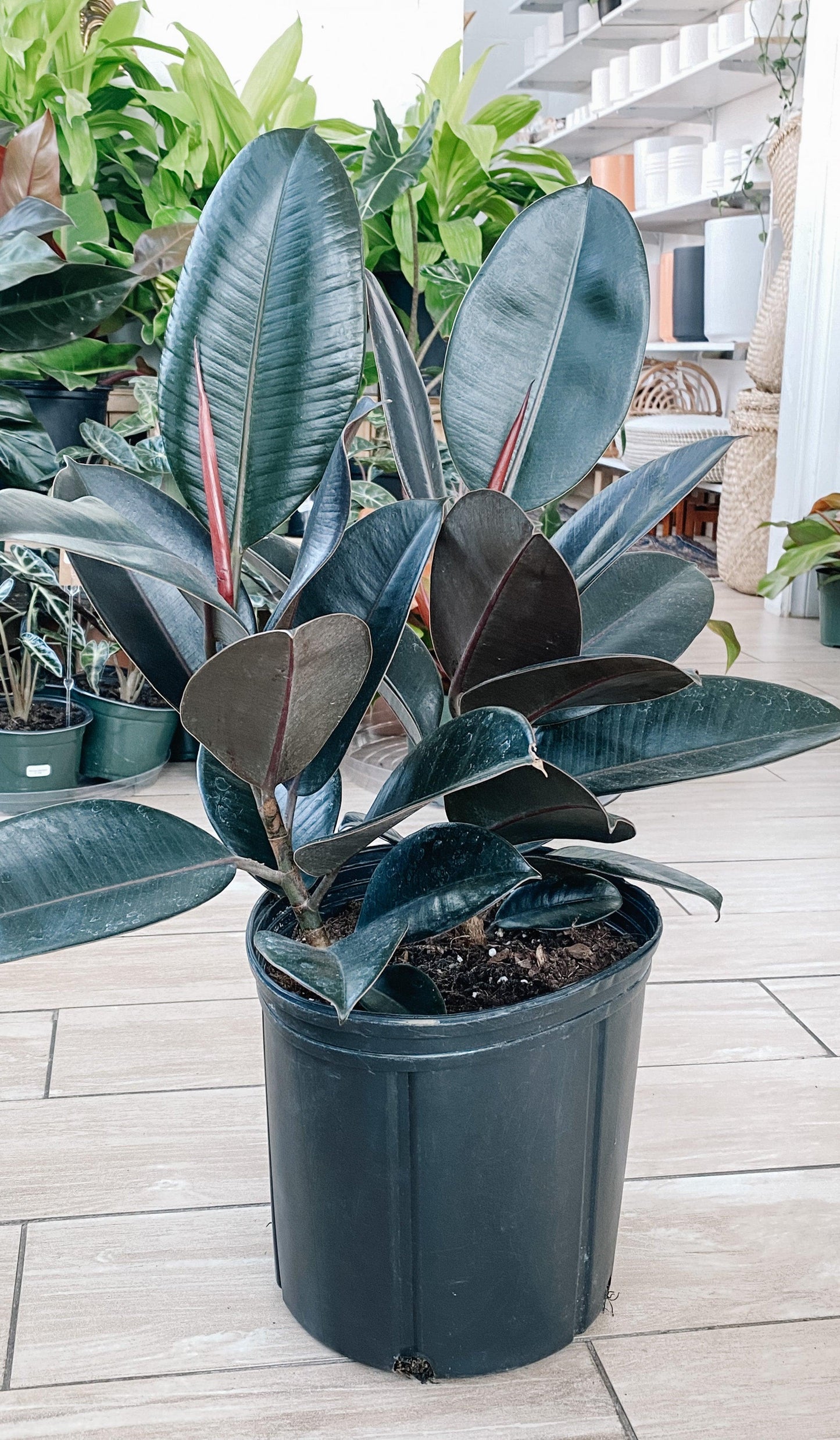 Ficus Elastica 'burgundy' - View 30 from www redcrocus com