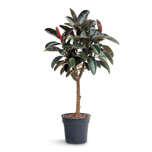 Ficus Elastica 'burgundy' - View 32 from www redcrocus com