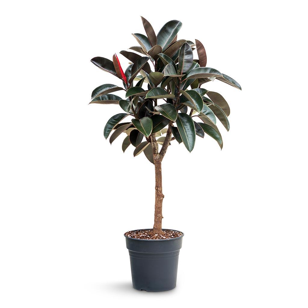 Ficus Elastica 'burgundy' - View 32 from www redcrocus com
