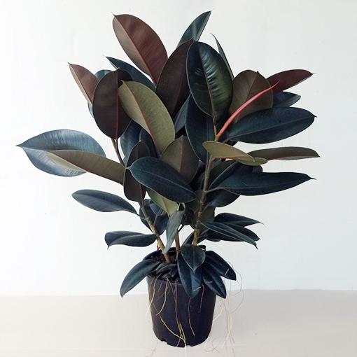 Ficus Elastica 'burgundy' - View 33 from www redcrocus com
