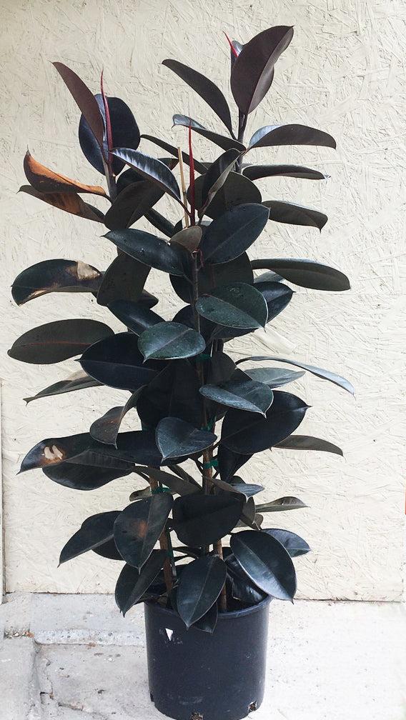 Ficus Elastica 'burgundy' - View 36 from www redcrocus com