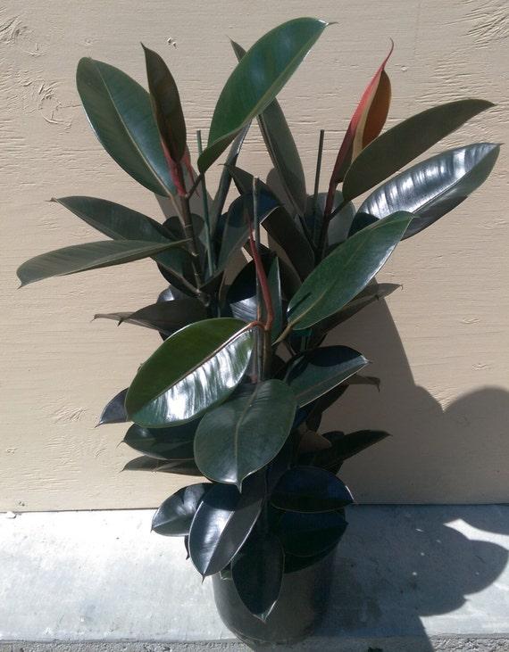 Ficus Elastica 'burgundy' - View 37 from www redcrocus com