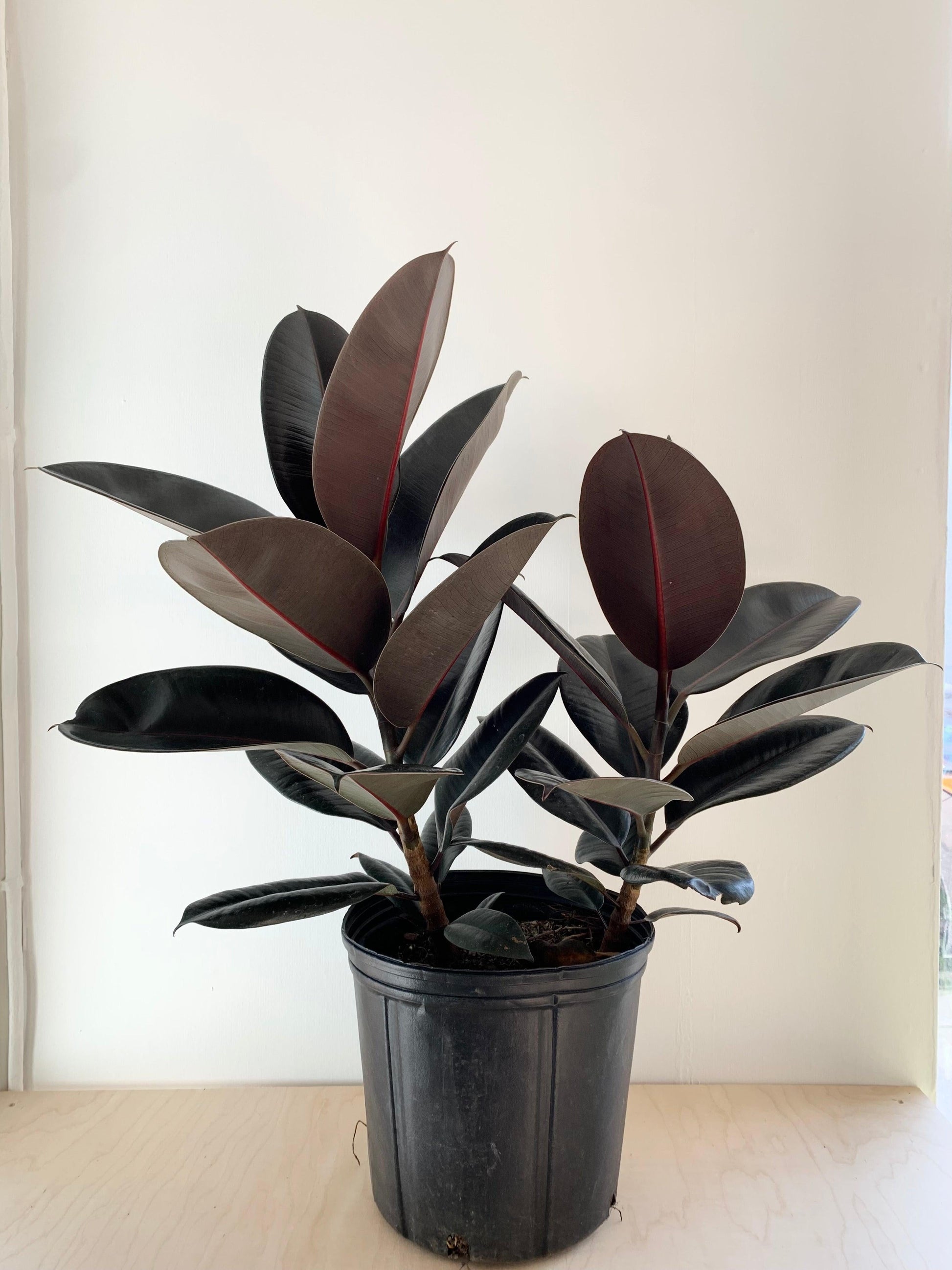 Ficus Elastica 'burgundy' - View 6 from www redcrocus com